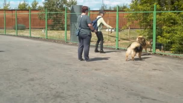 Two women volunteers walking with the dogs — Stock Video