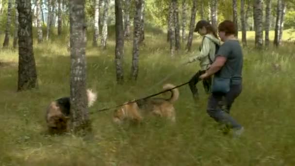 Twee vrijwilligers lopen met de honden — Stockvideo