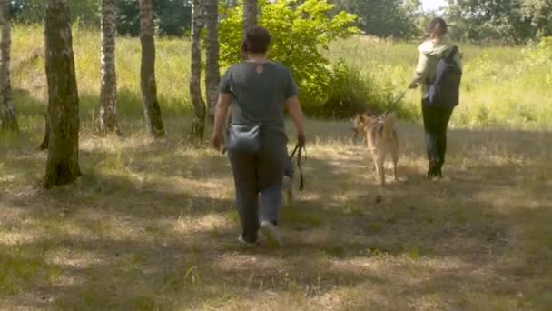 Vrijwilligers wandelen met de honden — Stockvideo