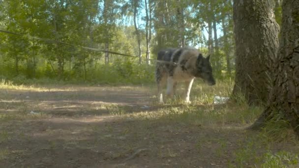 Volunteers with the dogs in a forest — Stock Video