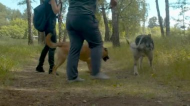 Orman yolunda köpeklerle yürüyen gönüllüler