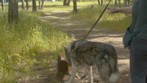 Freiwillige mit den Hunden auf einem Waldweg — Stockvideo
