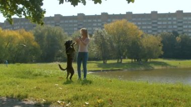 Genç kadın eğitmen köpek ile oynuyor