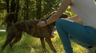 Genç gülümseyen bayan köpek ile oynarken