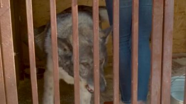 Kadın gönüllü bir köpek bir kase alır