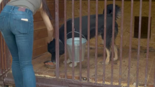 Wolontariusz dając jedzenie dla psów — Wideo stockowe
