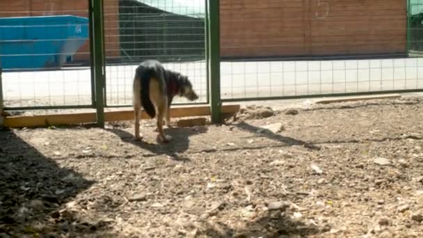 Un perro corriendo cerca de la valla — Vídeos de Stock