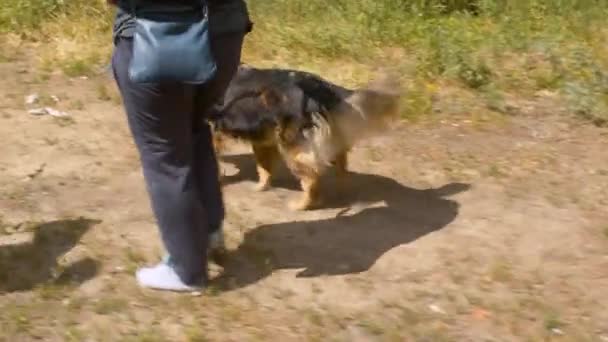 Twee vrijwilligers met de honden op een riemen — Stockvideo