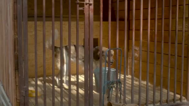 Perros en un refugio esperando comida — Vídeo de stock