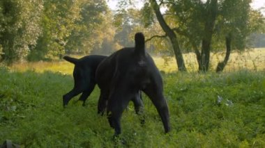 Birlikte yüzük ile oynayan köpekler