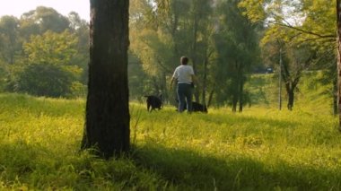 Kadın iki siyah boksör köpek ile yürüyüş