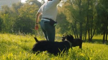 Orta yaşlı kadın ve siyah boksör köpekler