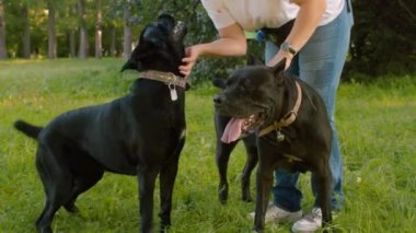 Yazın parkta iki siyah köpek