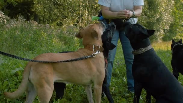 Vier honden eten crackers. — Stockvideo