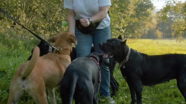 Woman feeding the dogs in the park — Stock Video