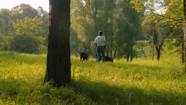 Kadın iki siyah boksör köpek ile yürüyüş — Stok video