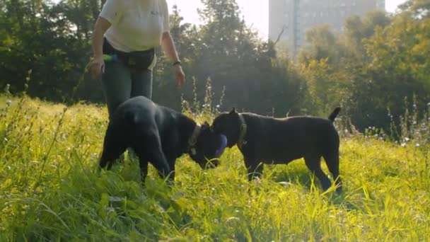 Cães brincando com o anel juntos — Vídeo de Stock