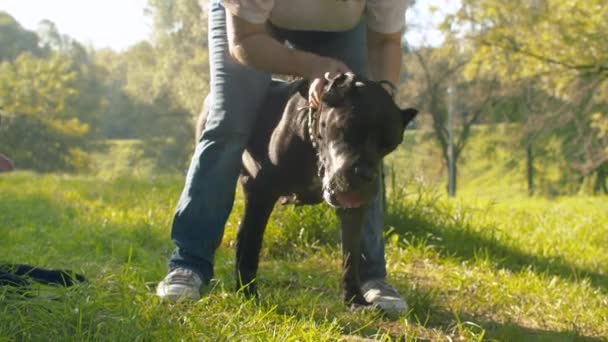 Portrait of black boxer dog — Stock Video