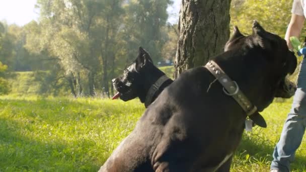 Dva černí psi v parku — Stock video