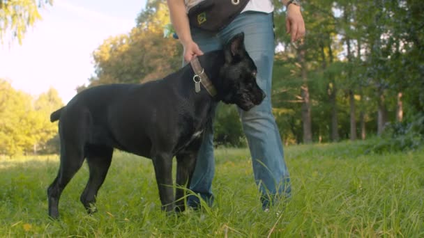 Stor svart hund och dess ägare i parken — Stockvideo
