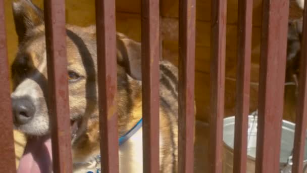 Πρόσωπο του σκύλου σε κλουβί — Αρχείο Βίντεο