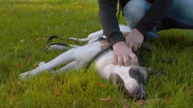 Erkek elleri köpeği tırmalayarak