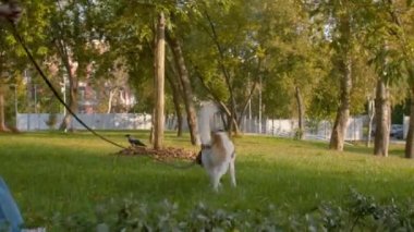 Middle aged man walking with the dog