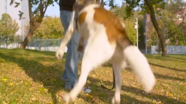 The man with the dog in the park