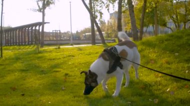 Parkta tasma yla yürüyen köpek
