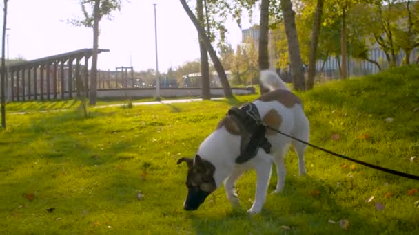 Собака гуляет на поводке в парке — стоковое видео