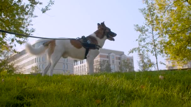Parkta tasma yla yürüyen köpek — Stok video