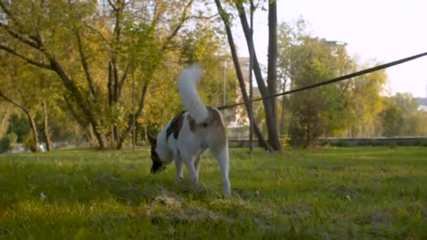 Pies chodzenie na smyczy w parku — Wideo stockowe