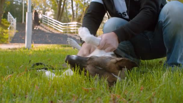 犬を引っ掻く男性の手 — ストック動画