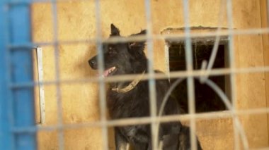 Bir hayvan barınağında kafesinde bir köpek