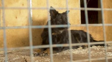 Bir barınakta kafesinde yatan üzgün köpek