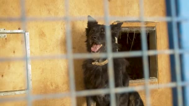 Cane randagio nella sua gabbia in un rifugio — Video Stock