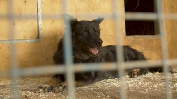 Shaggy perro acostado en su jaula — Vídeo de stock