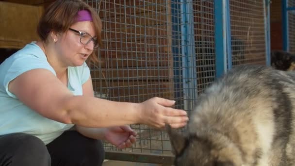 Woman volunteer petting a dog in a shelter — Stock Video