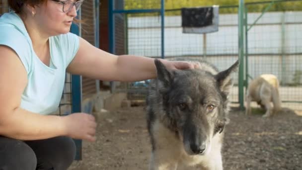 Kadın gönüllü bir barınakta bir köpek okşayır — Stok video