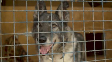 Bir hayvan barınağında kafeste üzgün köpek