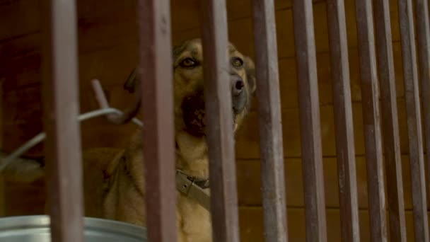 Perro triste en una jaula en un refugio de animales — Vídeo de stock