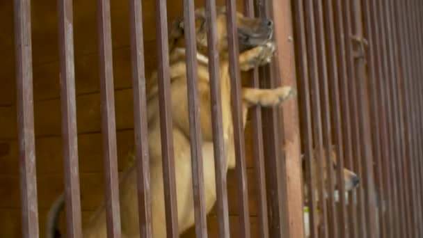 Cão em um aviário em um canil de cão — Vídeo de Stock