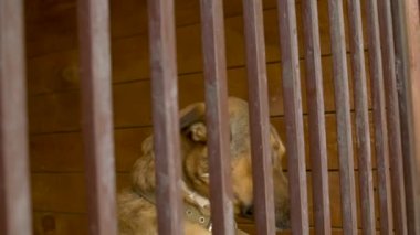 Bir köpeği besleyen gönüllü kadın