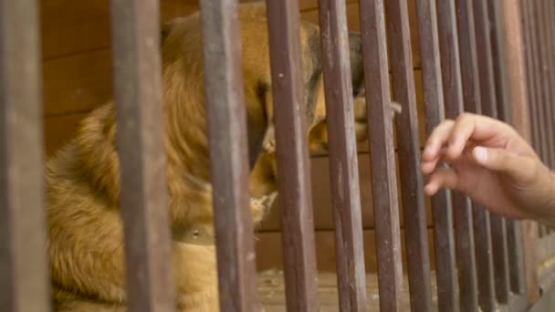 Ein Hund liegt in einer Voliere im Tierheim — Stockvideo