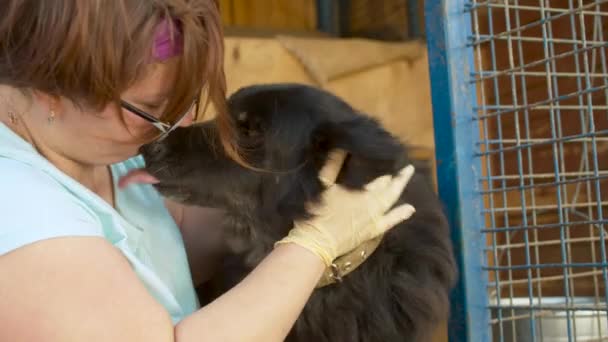 犬の保育園でボランティア ホームレスの動物保護施設モングレル犬幸せな訪問者の避難所 犬をなでる女性 — ストック動画