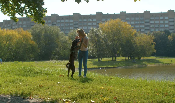 Mujer joven jugando con su perro en el parque — Foto de Stock