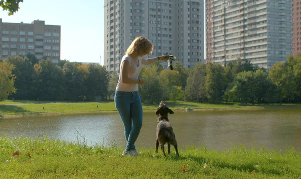 Fiatal női tulajdonos játszik a kutyájával — Stock Fotó