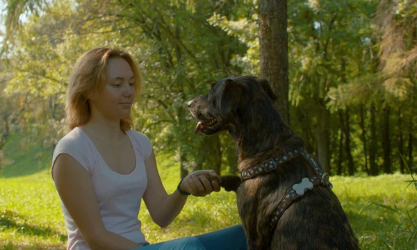 Um aperto de mão amigável. Cão e seu dono no parque — Fotografia de Stock