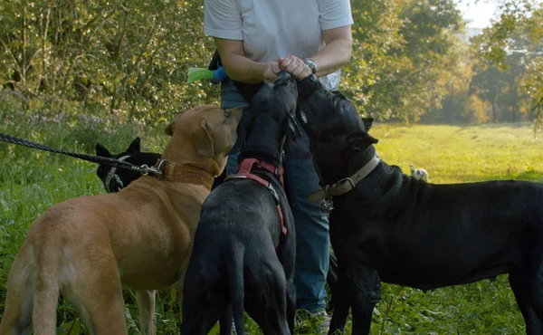 Kvinnan utfodring fyra hund — Stockfoto