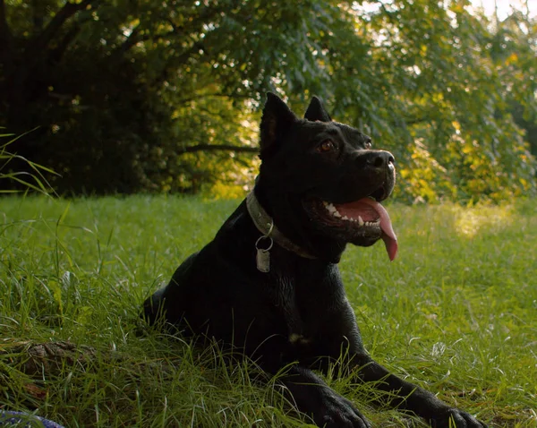 Porträt eines schwarzen Boxerhundes — Stockfoto